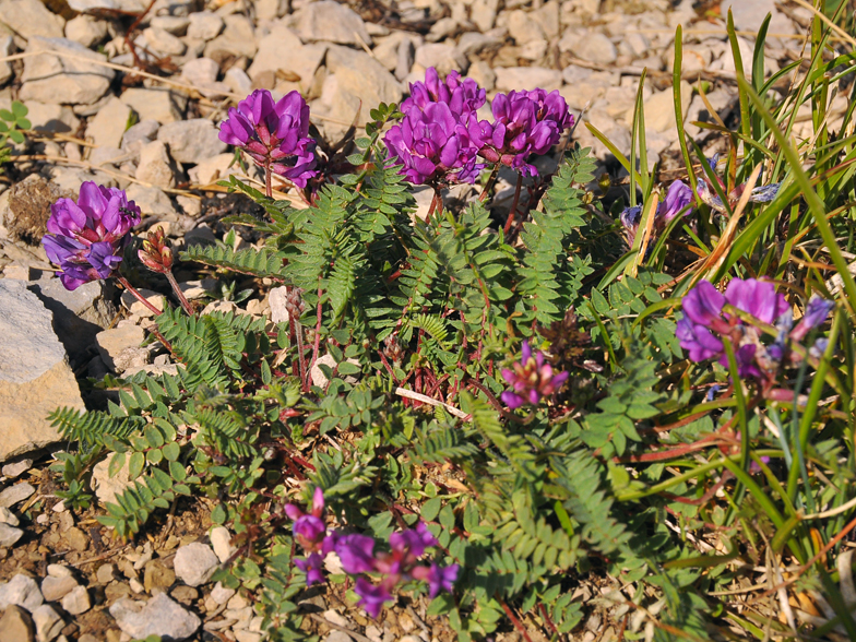 Oxytropis jacquinii