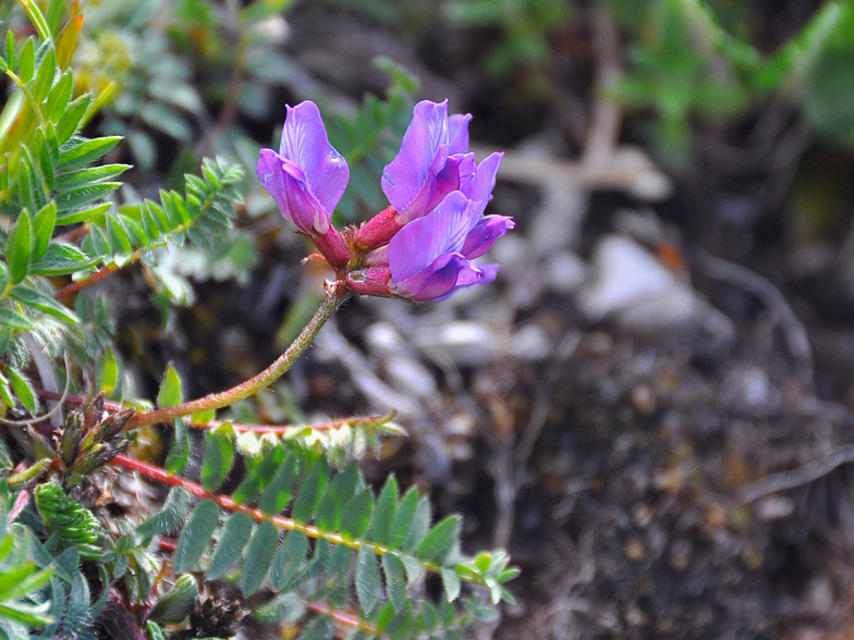 Oxytropis jacquinii