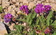 Oxytropis jacquinii