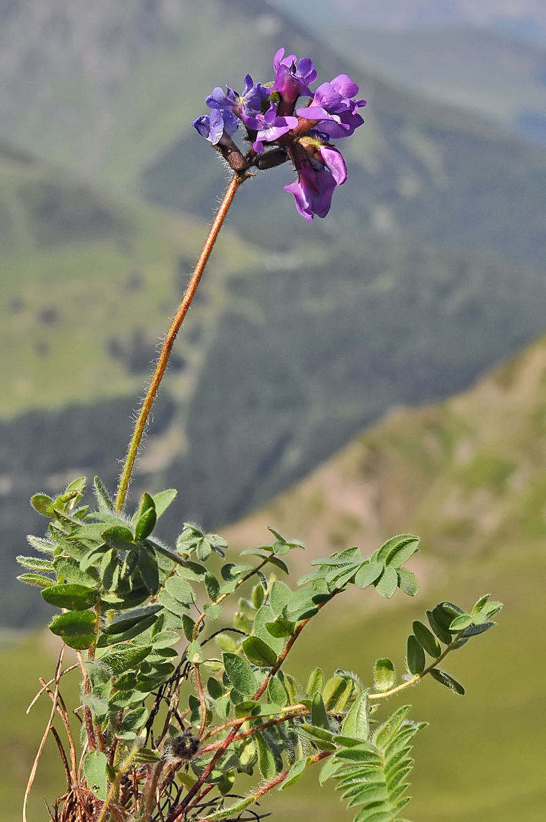 Oxytropis neglecta