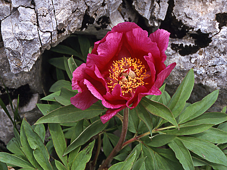 Paeonia_officinalis