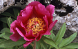 Paeonia_officinalis