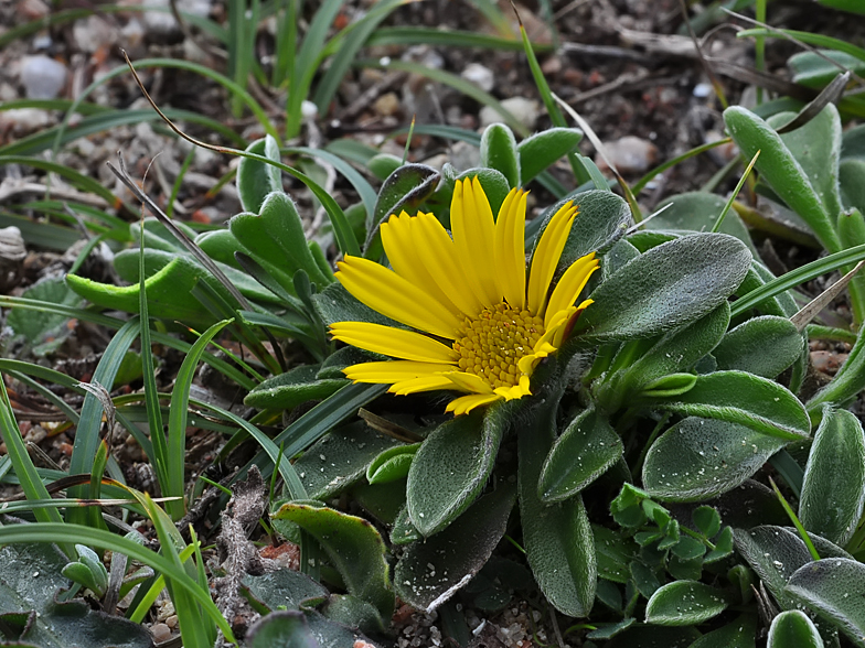 Pallenis maritima