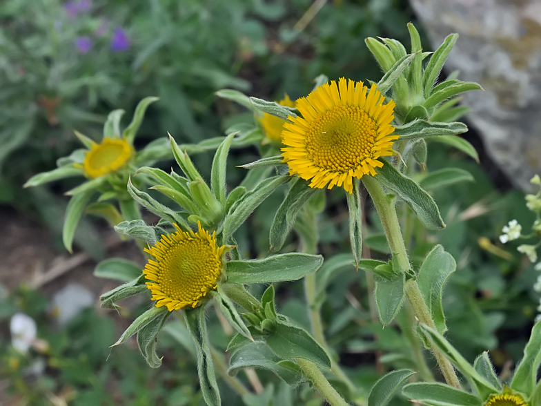 Pallenis spinosa