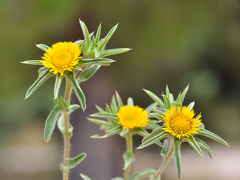 Pallenis spinosa