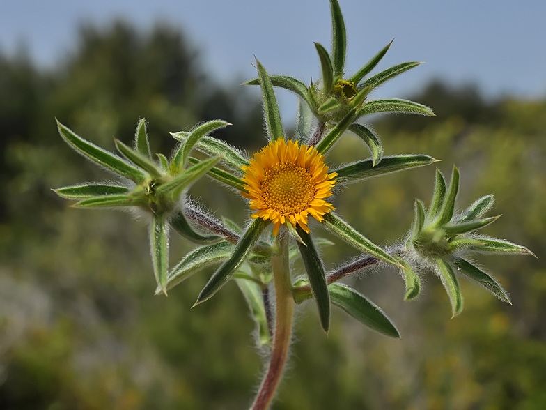 Pallenis spinosa