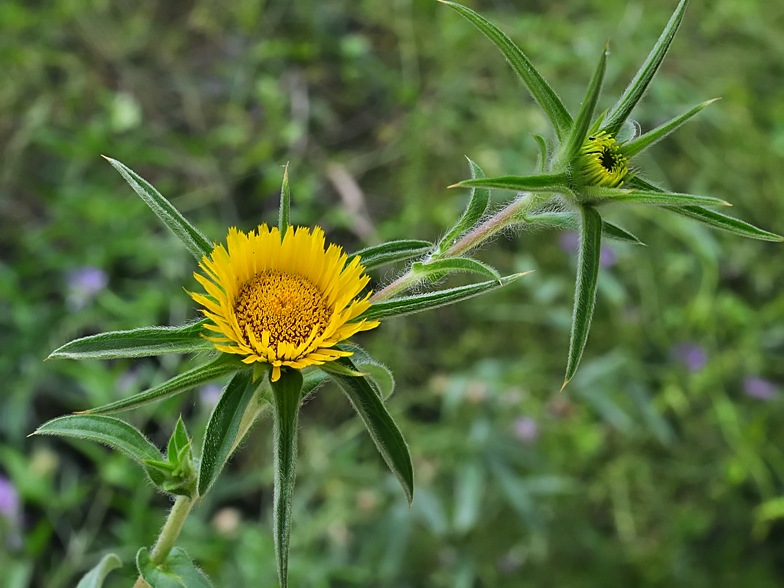 Pallenis spinosa