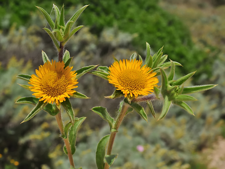 Pallenis spinosa