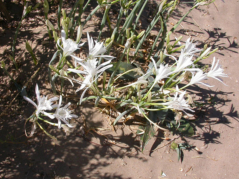 Pancratium maritimum