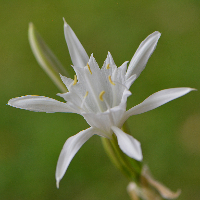 Pancratium maritimum detail fleur