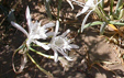 Pancratium maritimum