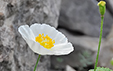 Papaver alpinum