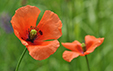 Papaver dubium