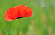 Papaver rhoeas