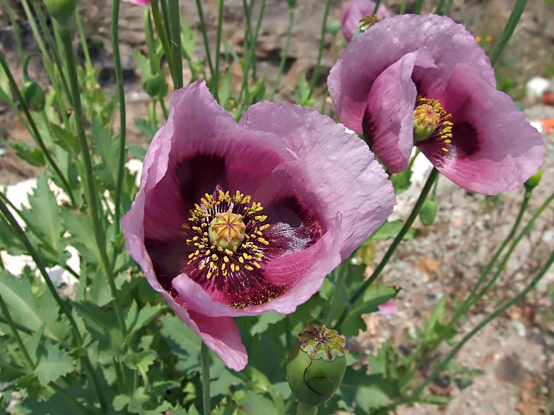 Papaver somniferum