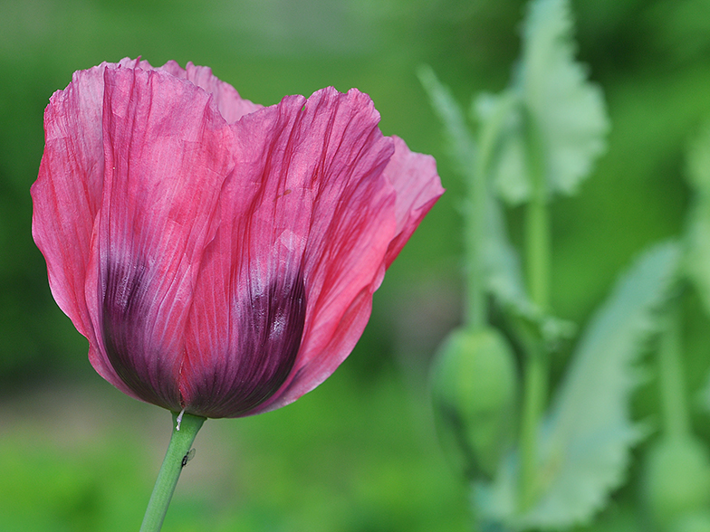 Papaver somniferum