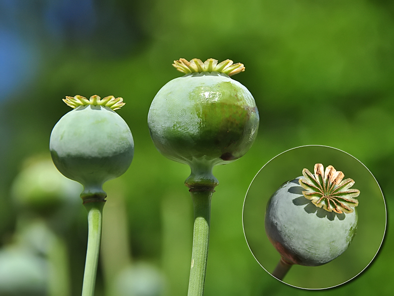 Papaver somniferum