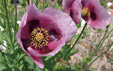 Papaver somniferum