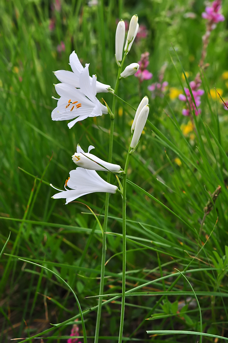 Paradisea liliastrum