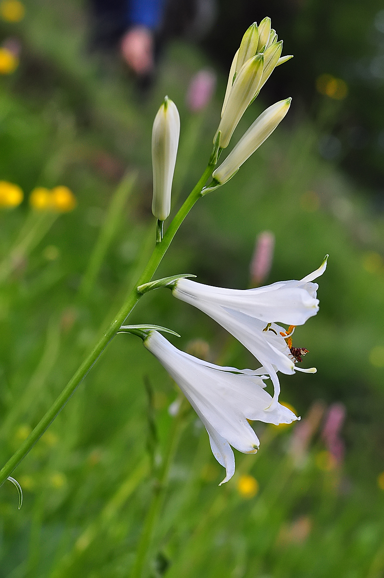 Paradisea liliastrum