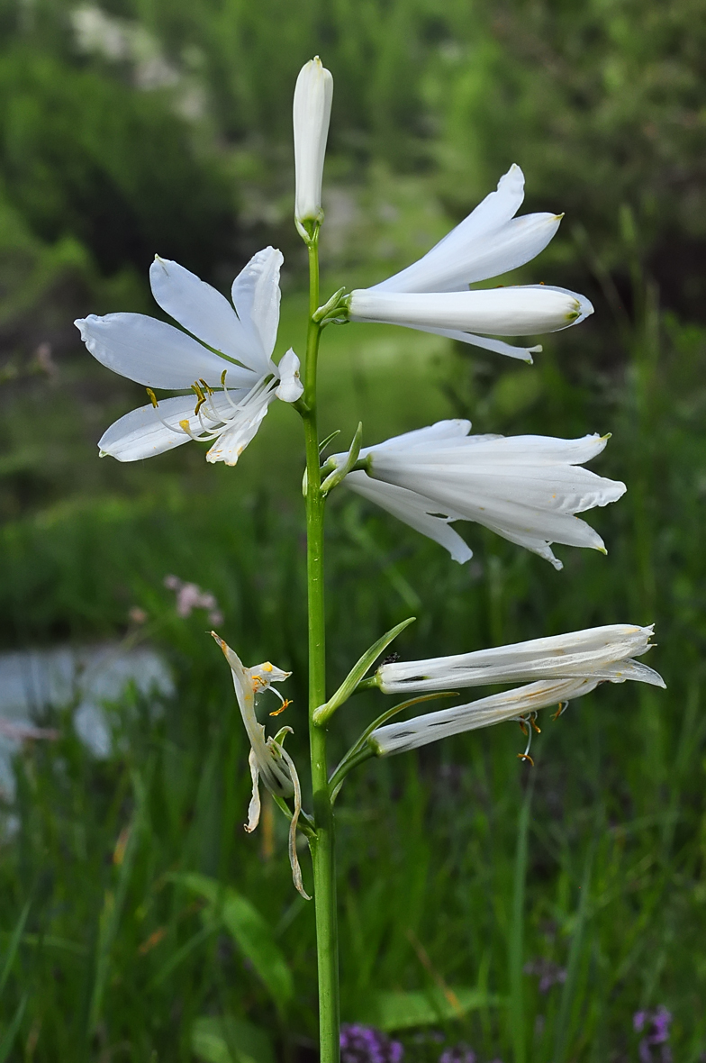 Paradisea liliastrum