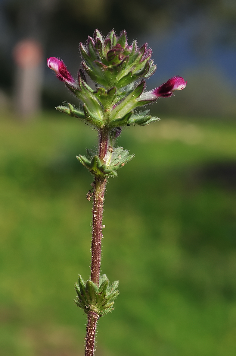 Parentucella latifolia