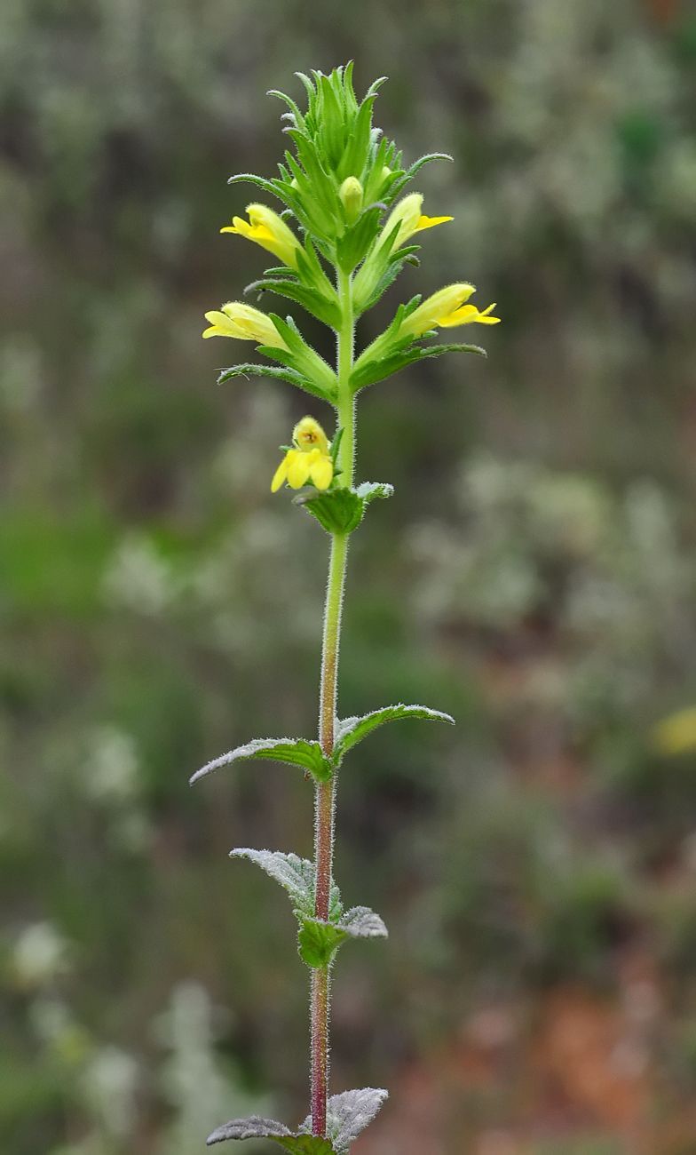 Parentucellia viscosa