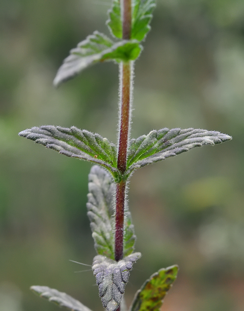 Parentucellia viscosa