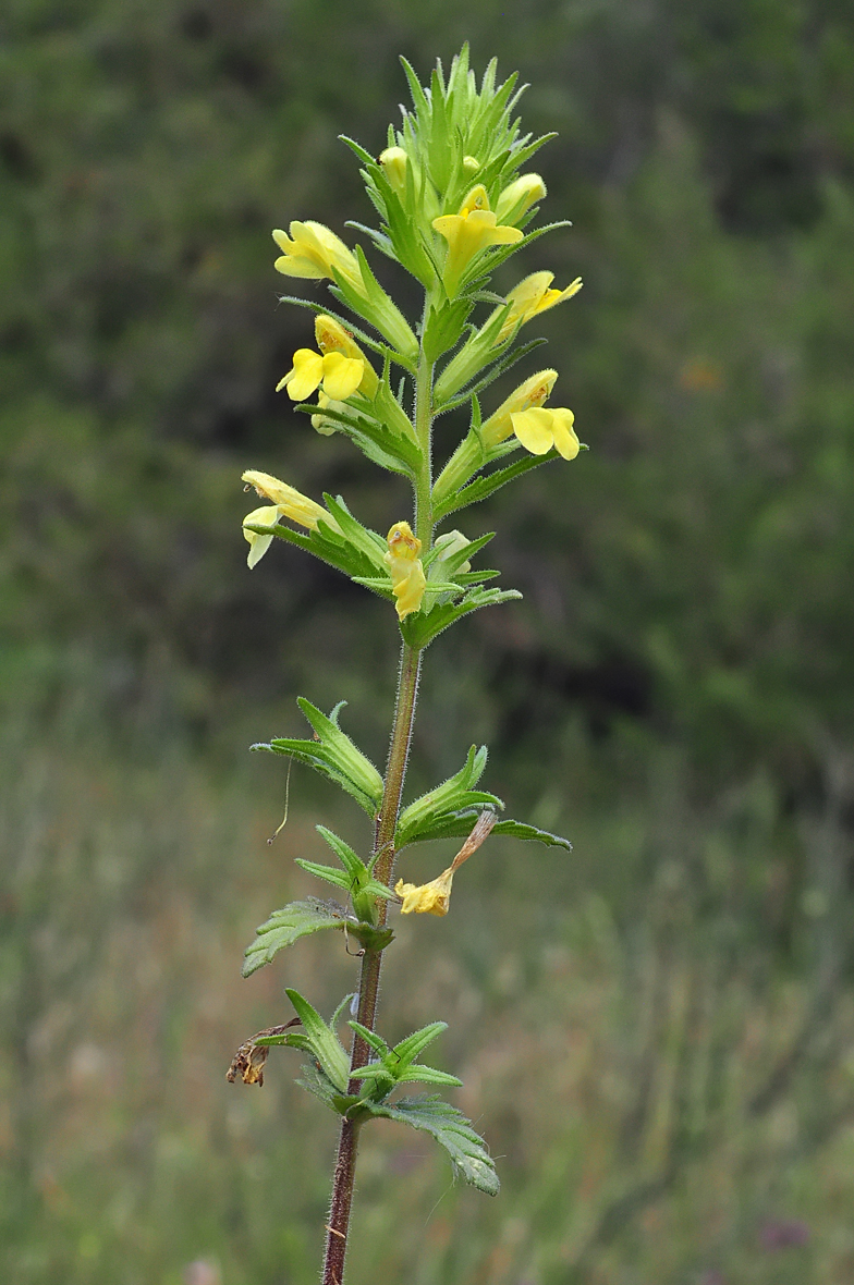 Parentucellia viscosa