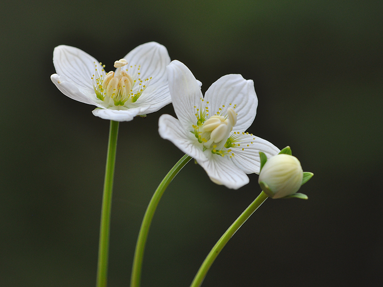 Parnassia palustris