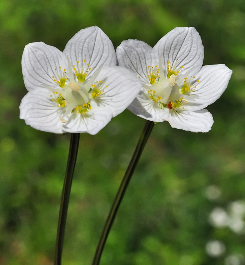 Parnassia palustris