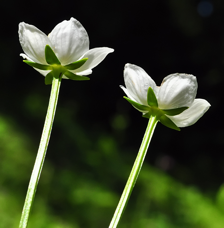 Parnassia palustris