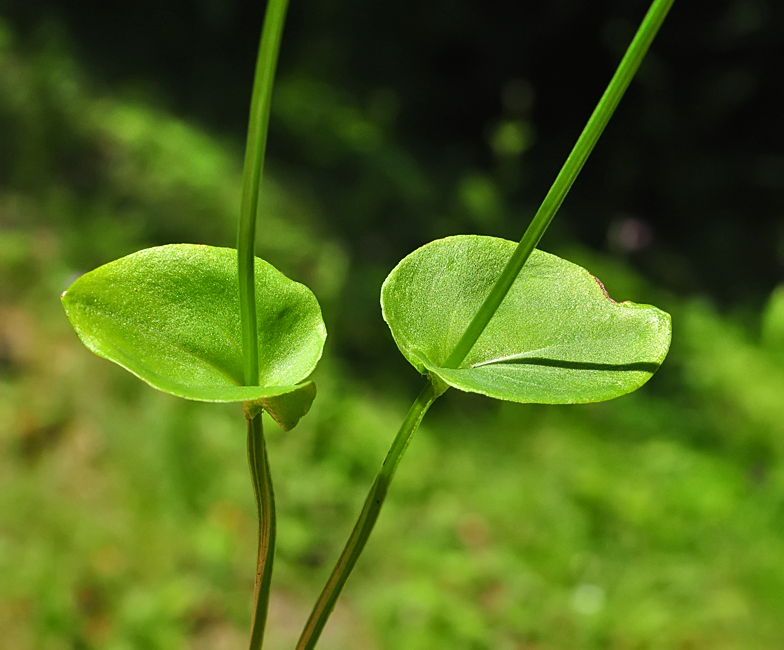 Parnassia palustris