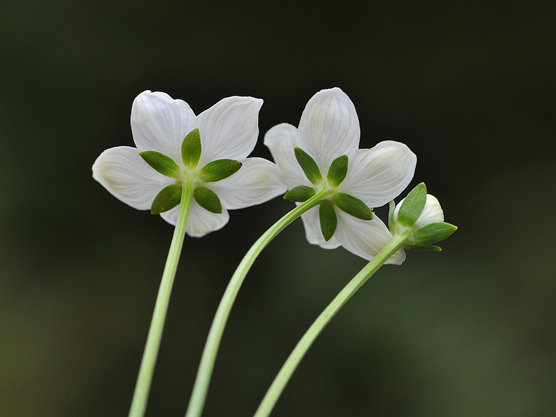 Parnassia palustris