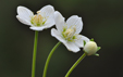 Parnassia palustris