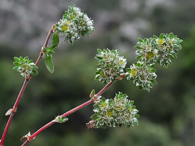 Paronychia argentea