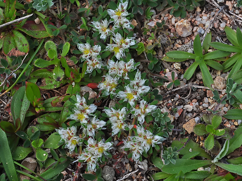 Paronychia argentea