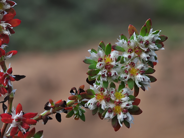 Paronychia argentea