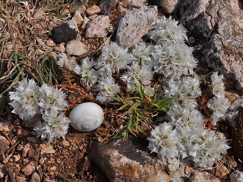 Paronychia capitata