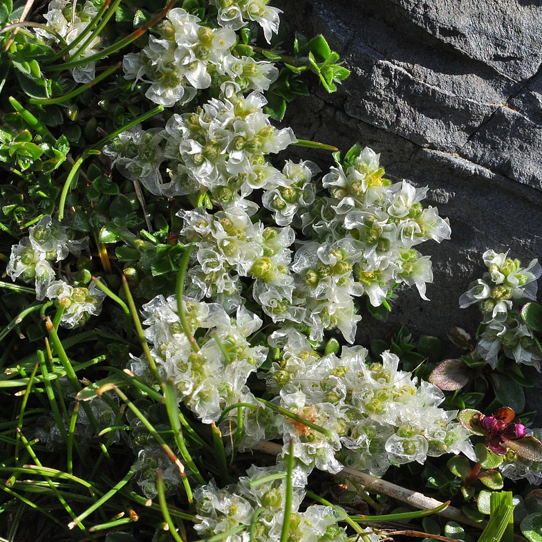 Paronychia_kapela_ssp_serpyllifolia