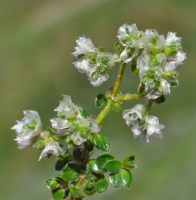 Paronychia_kapela_ssp_serpyllifolia