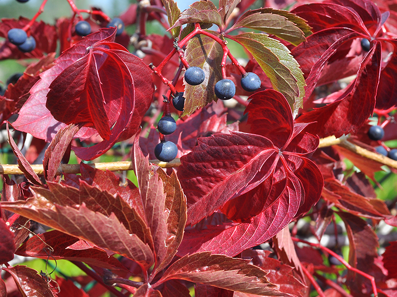 Parthenocissus quinquefolia