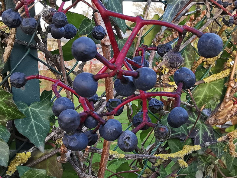 Parthenocissus quinquefolia