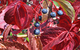 Parthenocissus quinquefolia