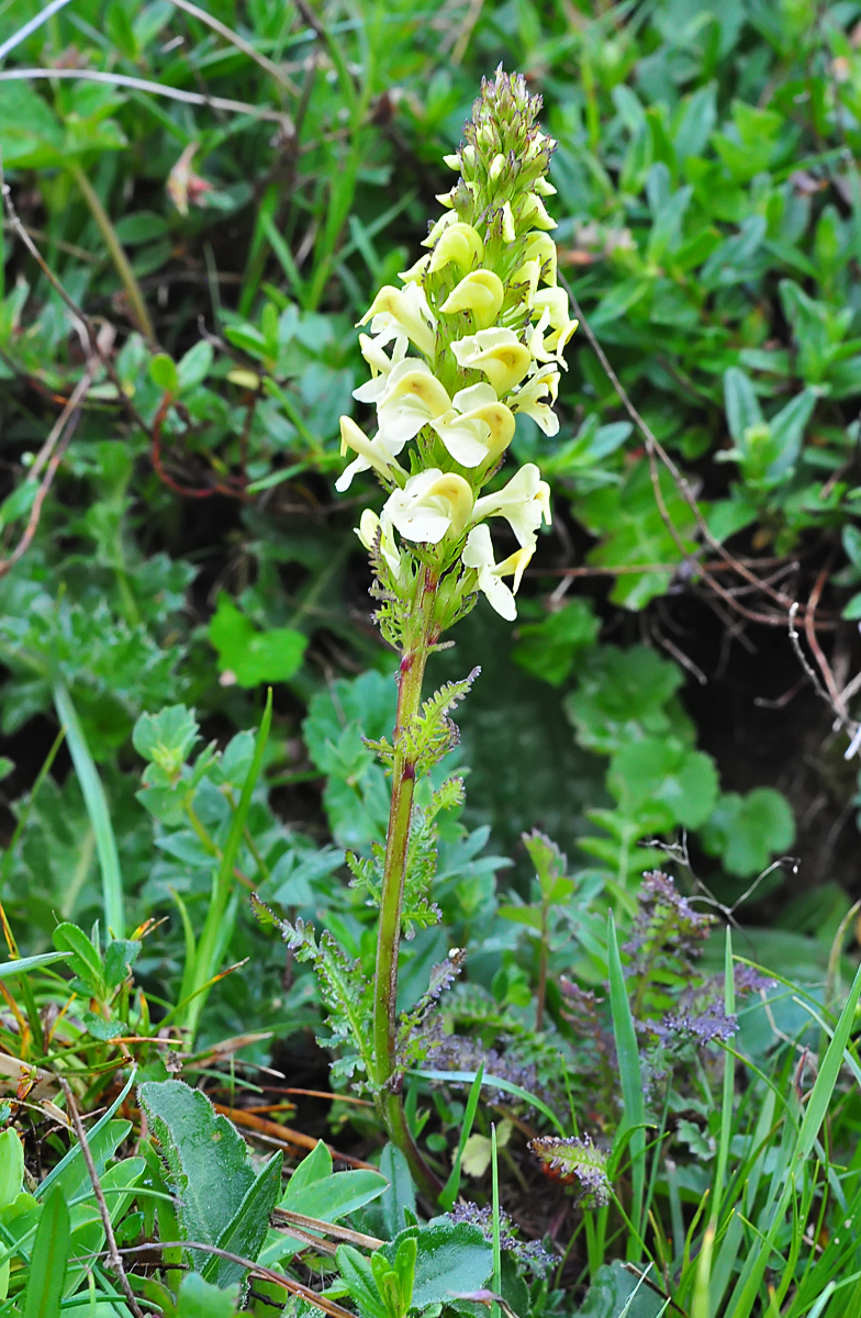 Pedicularis ascendens