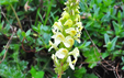 Pedicularis ascendens