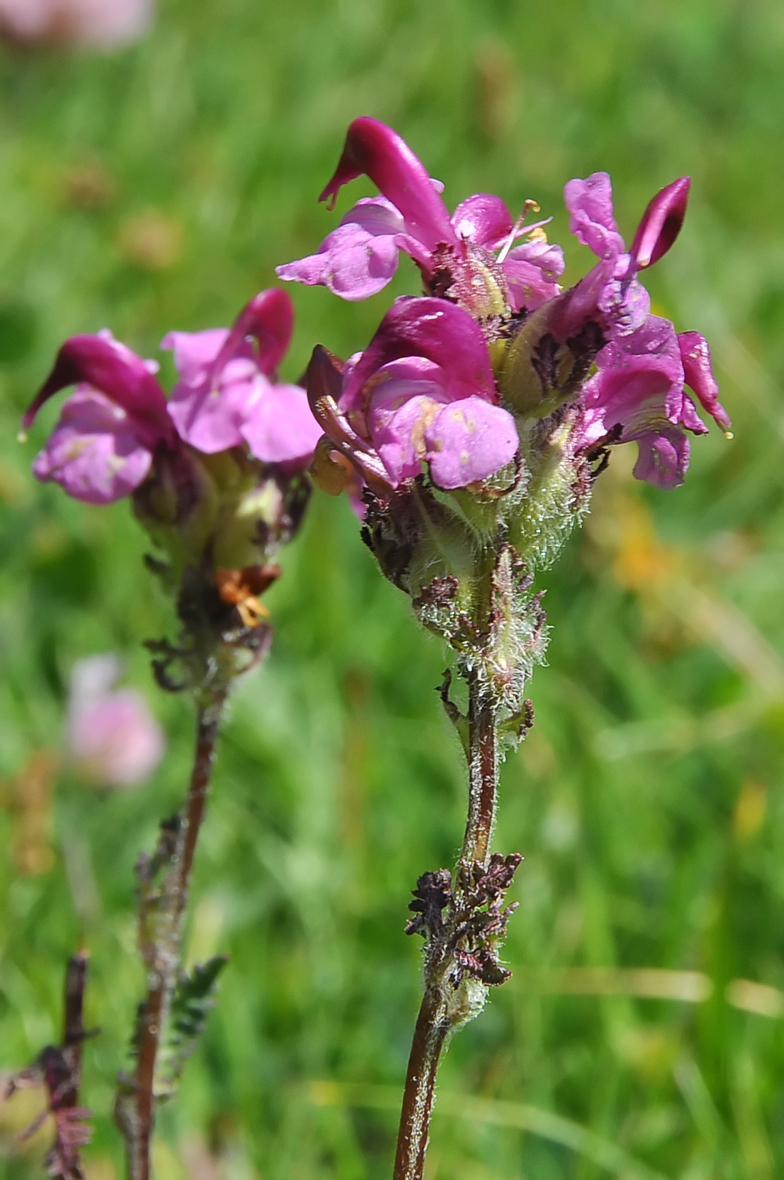 Pedicularis cenisia