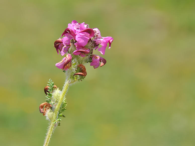 Pedicularis cenisia