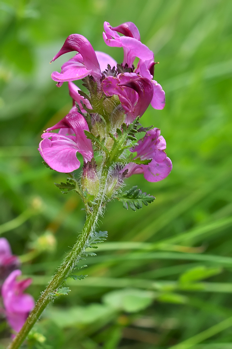 Pedicularis cenisia