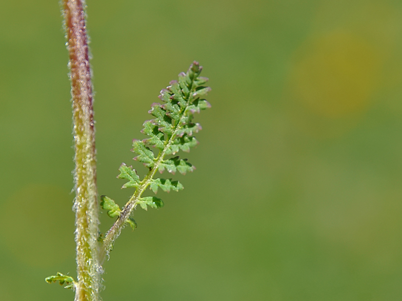 Pedicularis cenisia